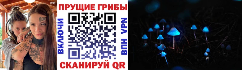 дарнет шоп  Почеп  ссылка на мегу ссылка  Галлюциногенные грибы Psilocybine cubensis 